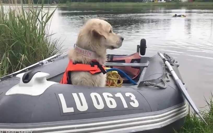 Video: Chó cứu hộ Bailey rèn luyện kỹ năng cứu người đuối nước